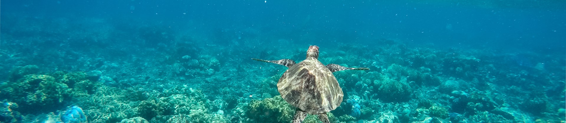 Swim in the Sky-blue Ocean with Turtles